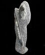 Fossil Goniatite & Orthoceras Sculpture - #71648-1